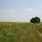 IMG_0464