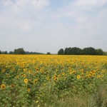 IMG_0468